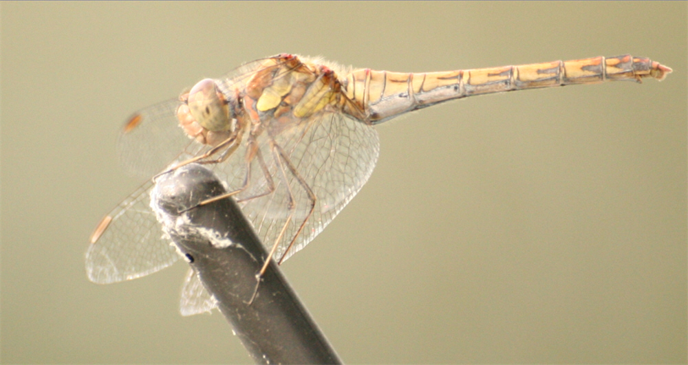 Libelle auf der Autoantenne / Dragonfly at my cars' antenna