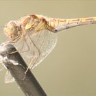 Libelle auf der Autoantenne / Dragonfly at my cars' antenna