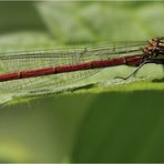 Libelle auf der Brennessel