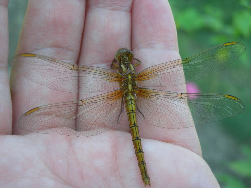 Libelle auf der Hand