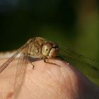 Libelle auf der Hand