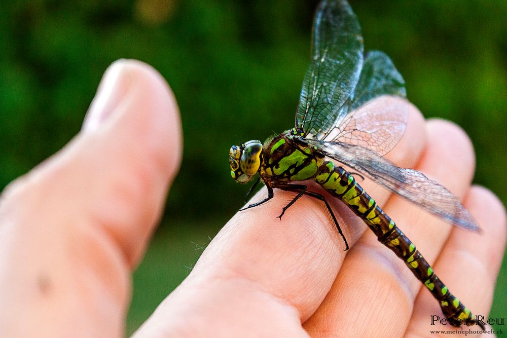 Libelle auf der Hand