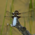 Libelle auf der Hochwiesalm