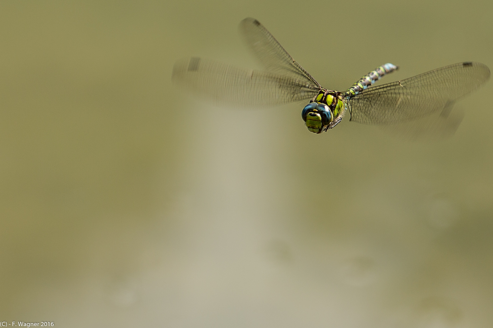 Libelle auf der Jagd...