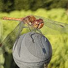 Libelle auf der Kugel