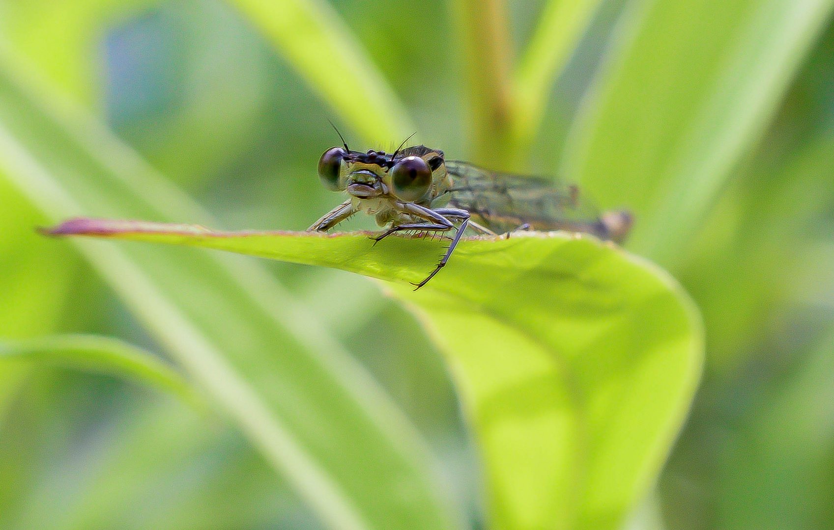 Libelle auf der Lauer