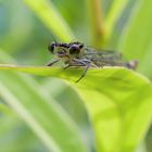 Libelle auf der Lauer