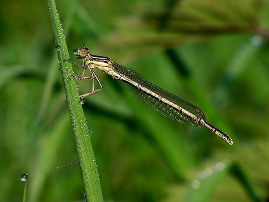 Libelle auf der Leine