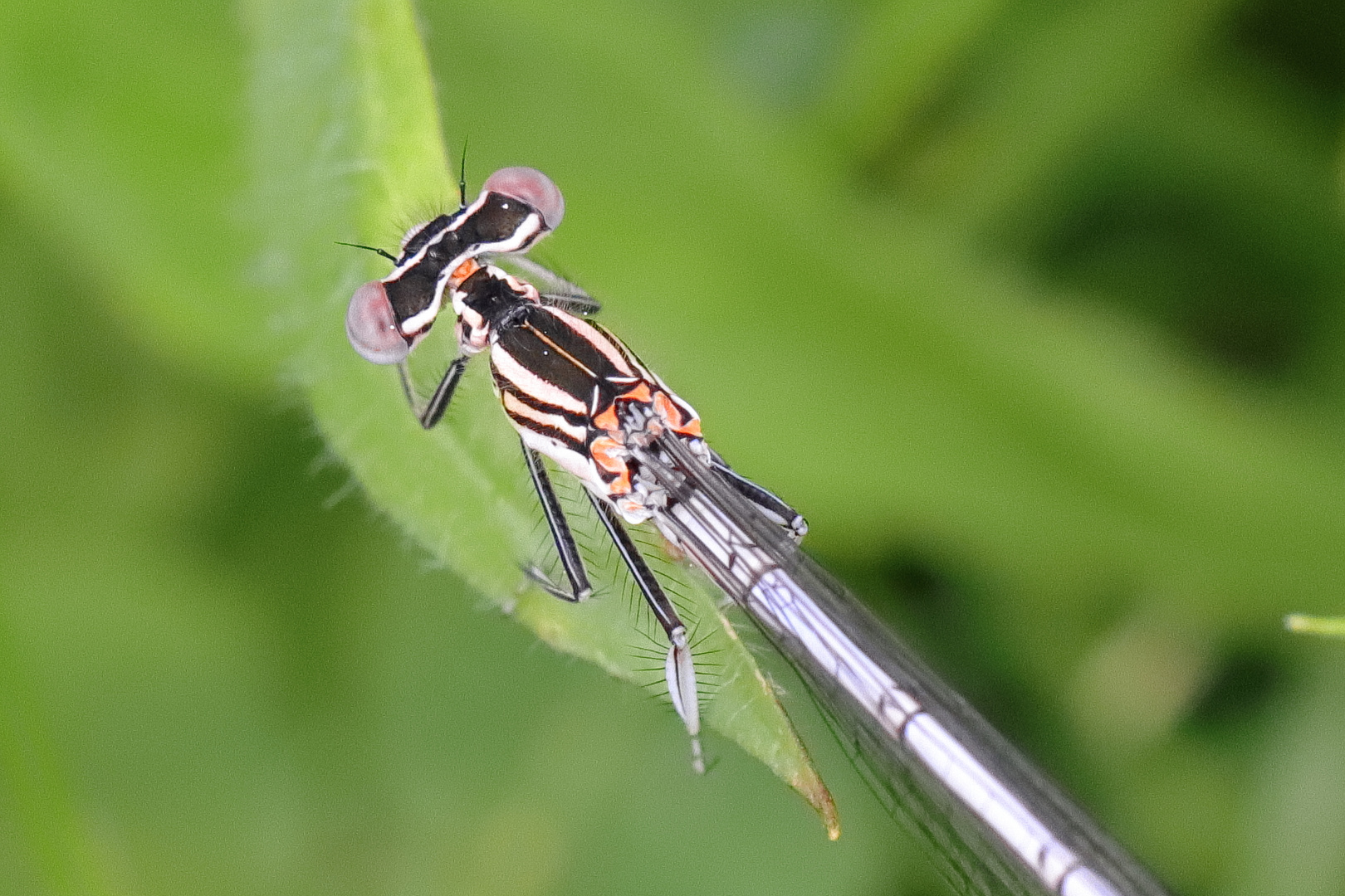 Libelle auf der nassen Wiese