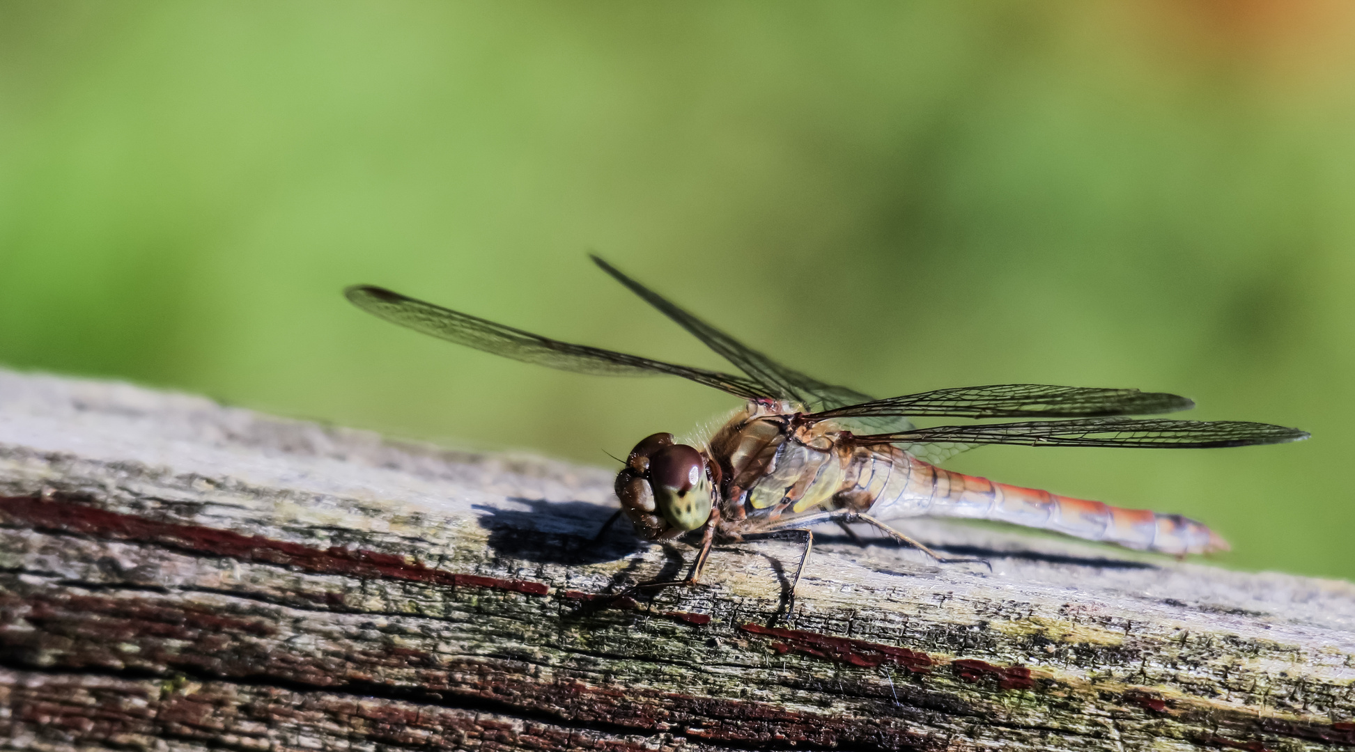 Libelle auf der Parkbank