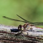 Libelle auf der Parkbank