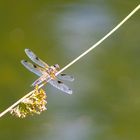 Libelle auf der Start-Rampe