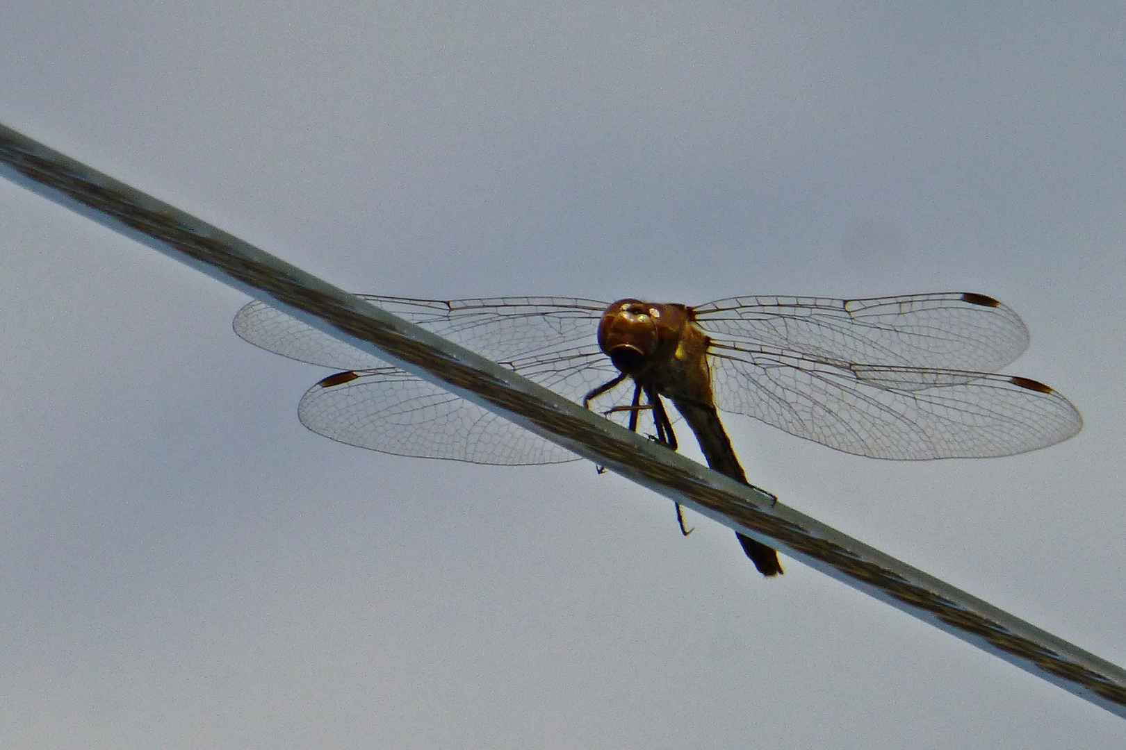 Libelle auf der Wäscheleine