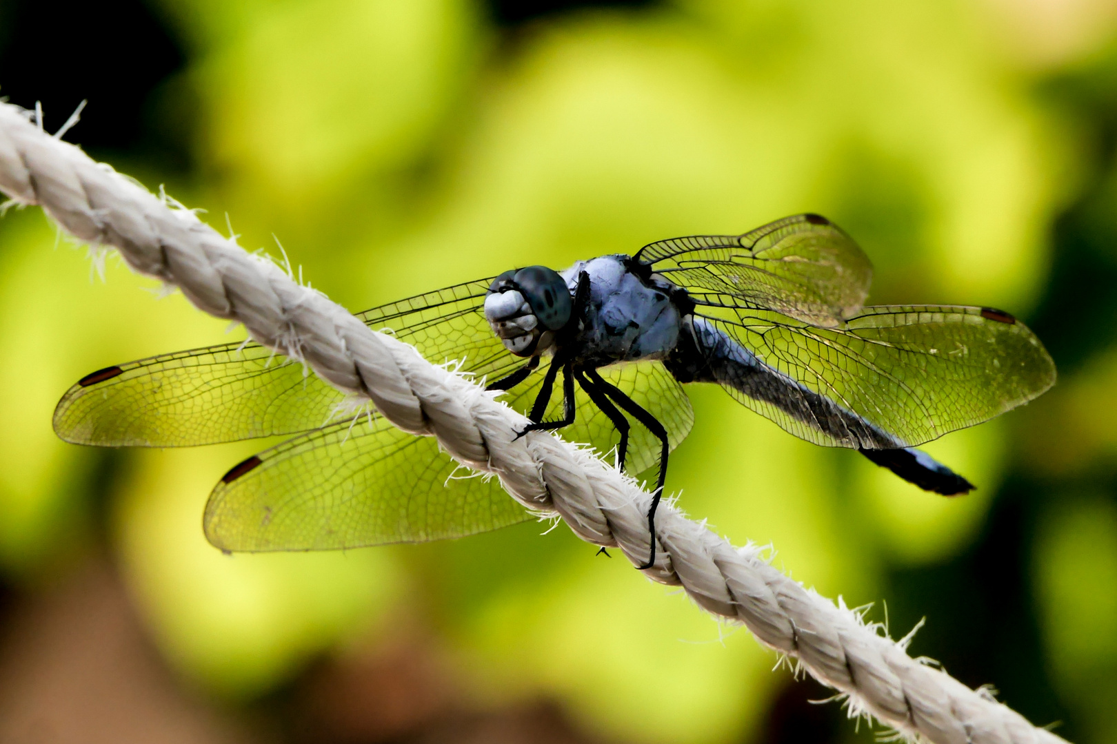 Libelle auf der Wäscheleine