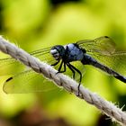 Libelle auf der Wäscheleine