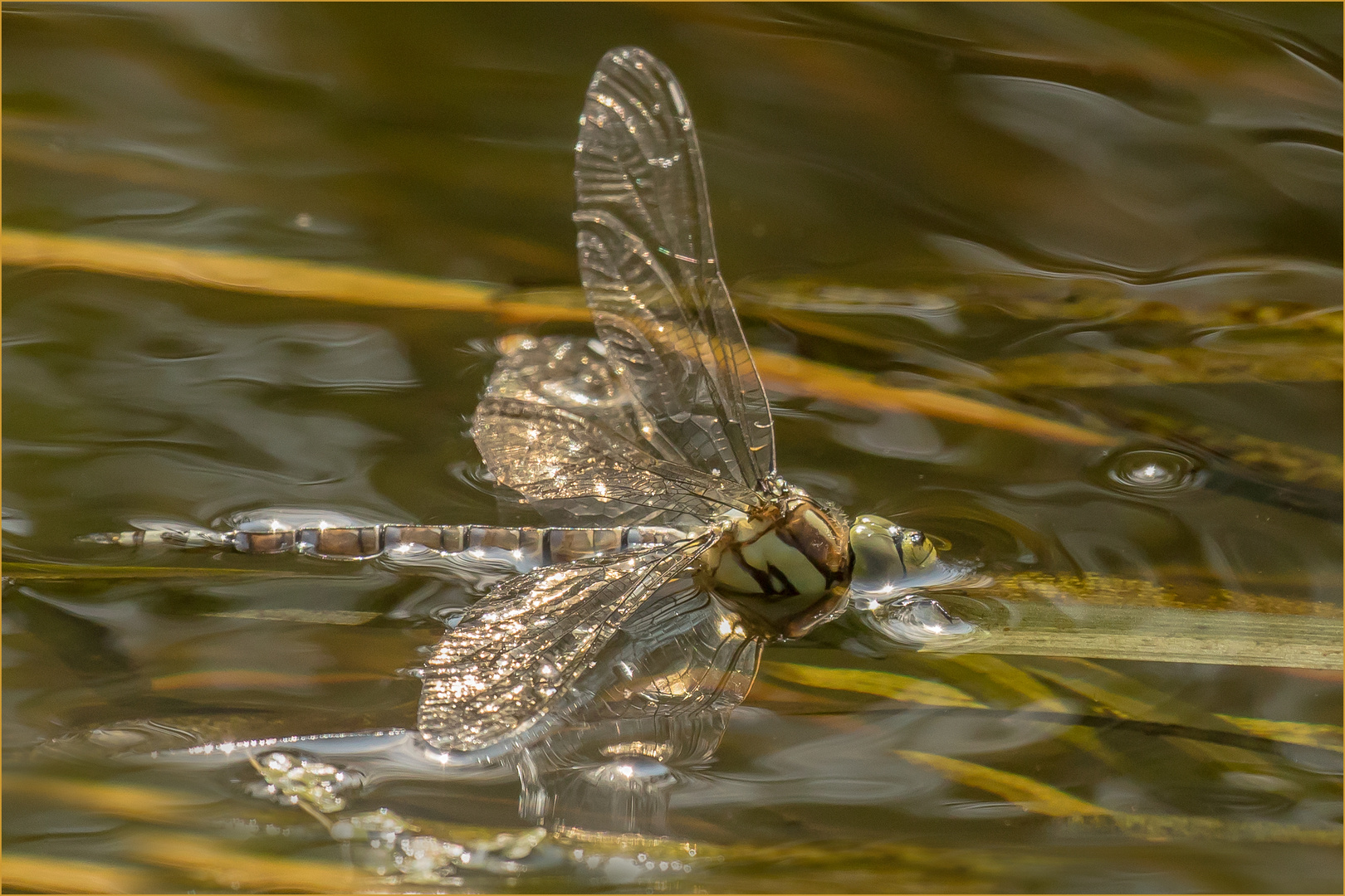 Libelle auf der Wasseroberfläche  .....