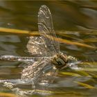 Libelle auf der Wasseroberfläche  .....