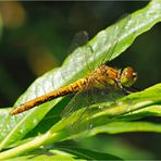 Libelle auf der Weide