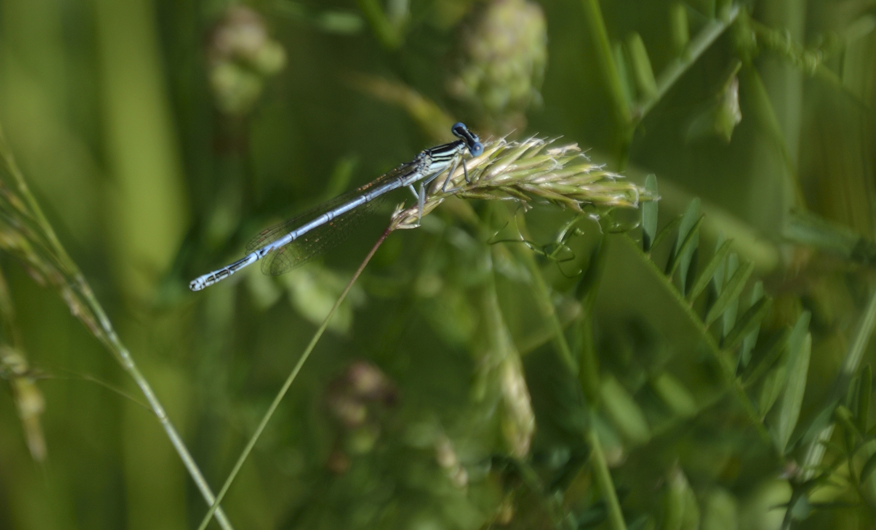 Libelle auf der Wiese