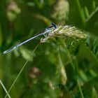 Libelle auf der Wiese