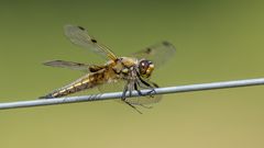 Libelle auf Drahtseil