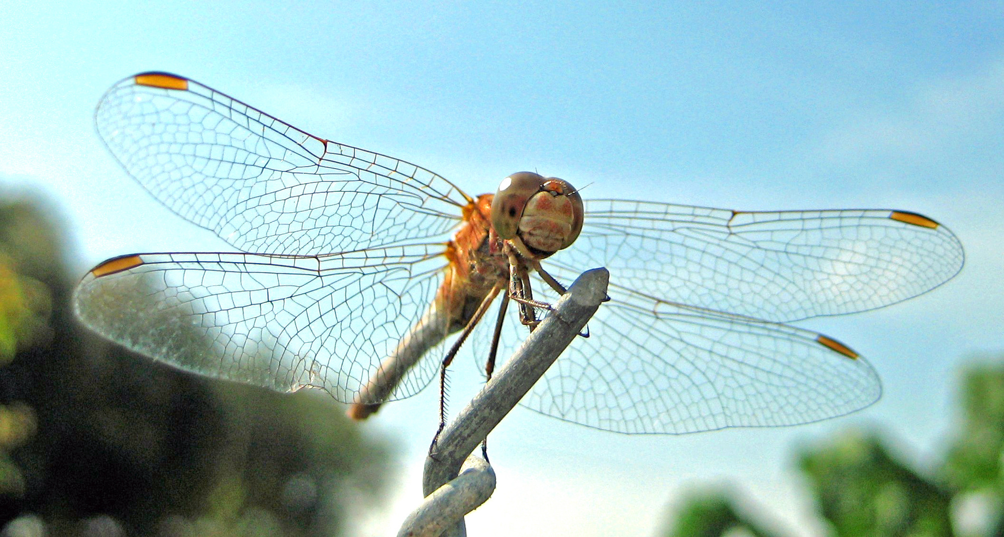 Libelle auf Drahtzaun