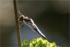 Libelle auf einem Akeleiblütenstengel