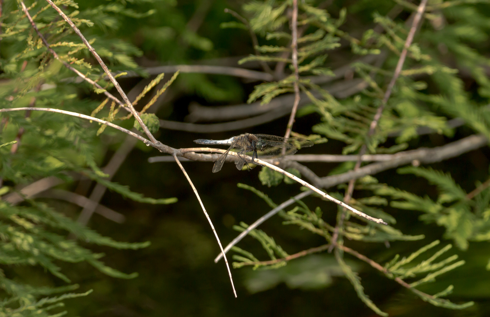 Libelle auf einem Ast