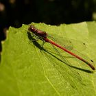 Libelle auf einem Feigenblatt