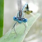 Libelle auf einem Lilienblatt