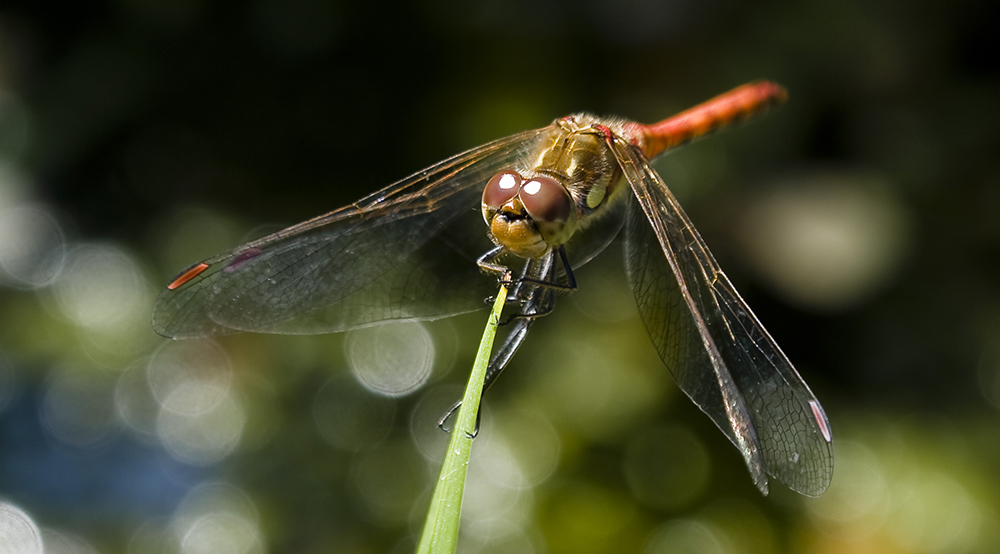 Libelle auf einem Schilfhalm