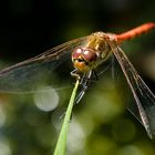 Libelle auf einem Schilfhalm