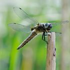 Libelle auf einem Schilfstängel, seitlich