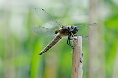 Libelle auf einem Schilfstängel, seitlich