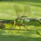 Libelle auf einem Seerosenblatt