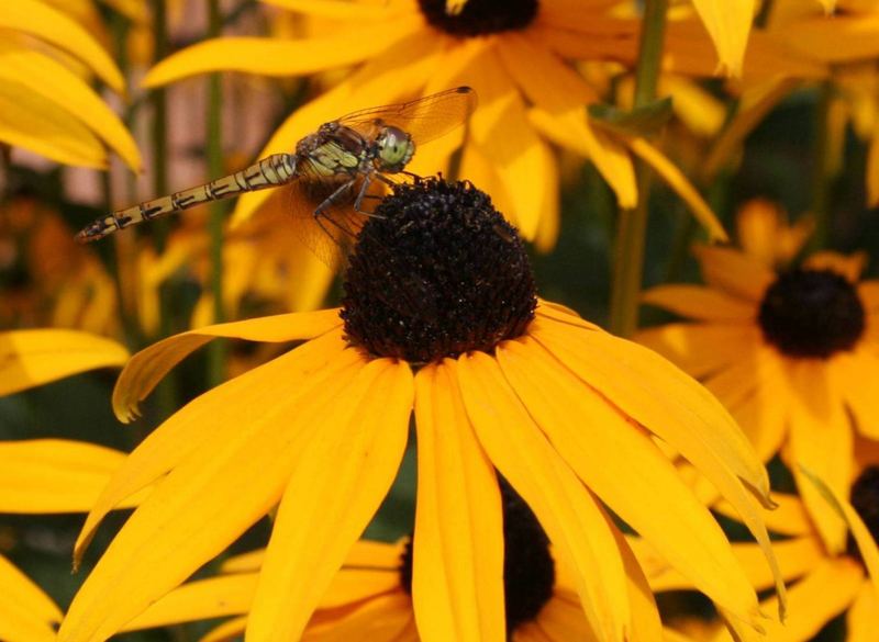 Libelle auf einem Sonnenhut