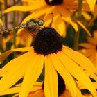 Libelle auf einem Sonnenhut