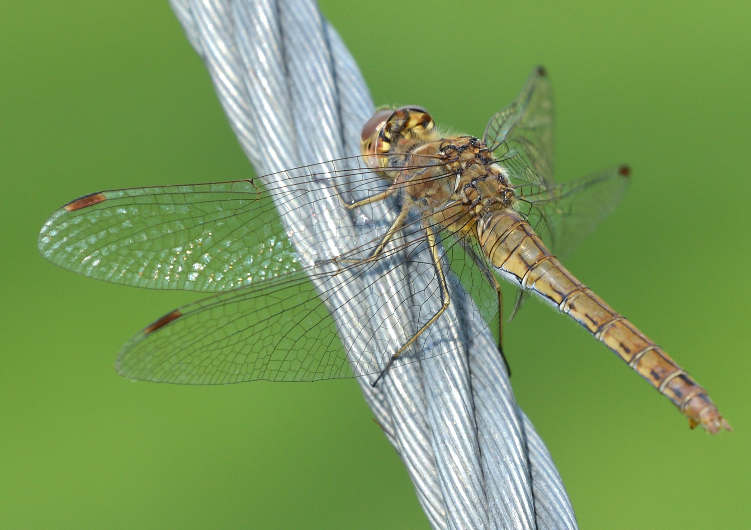 Libelle auf einem Stahlseil