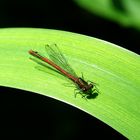 Libelle auf einem Sumpflilienblatt