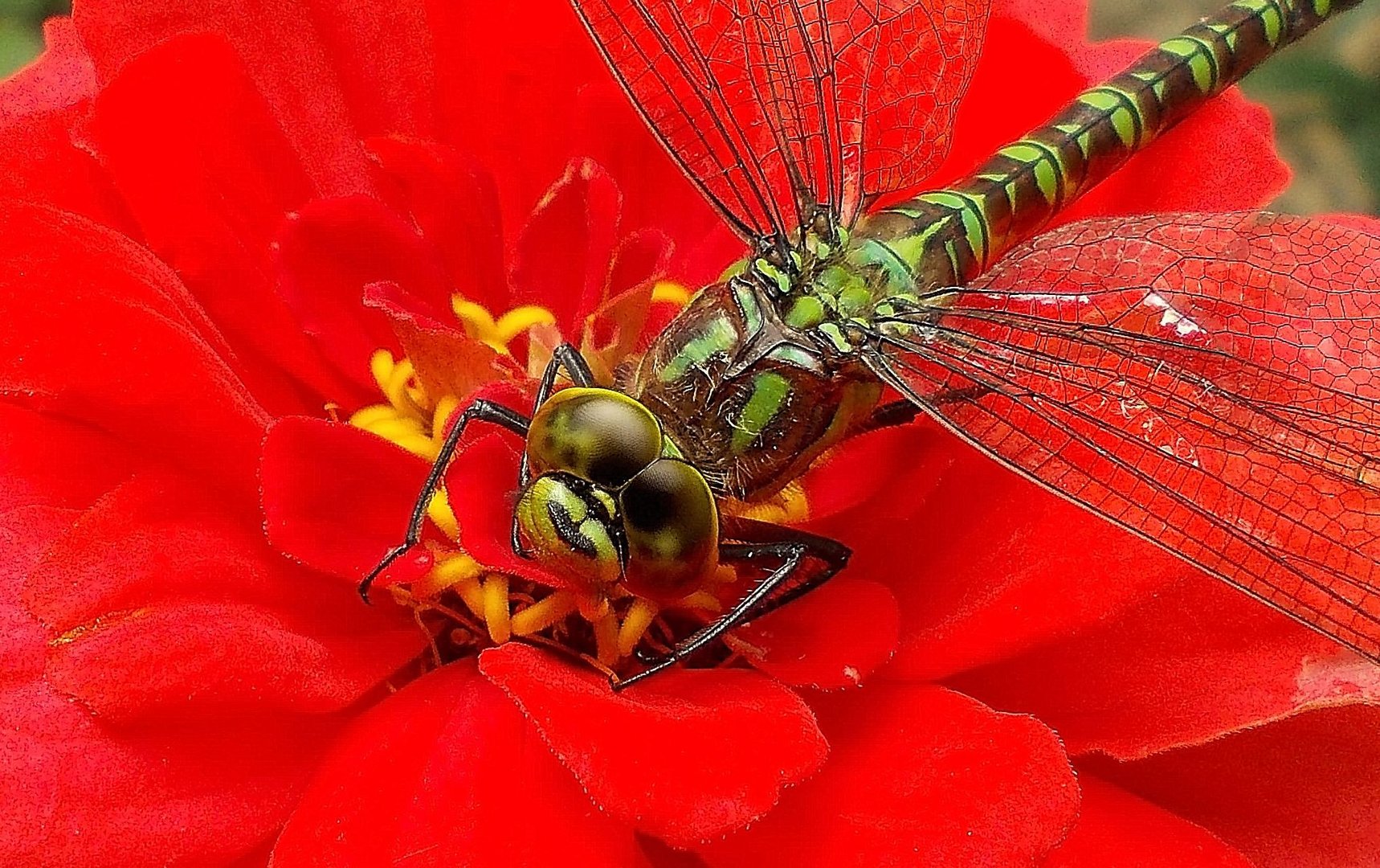 Libelle auf einer Blüte