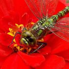 Libelle auf einer Blüte