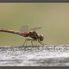 Libelle auf einer Holzbank