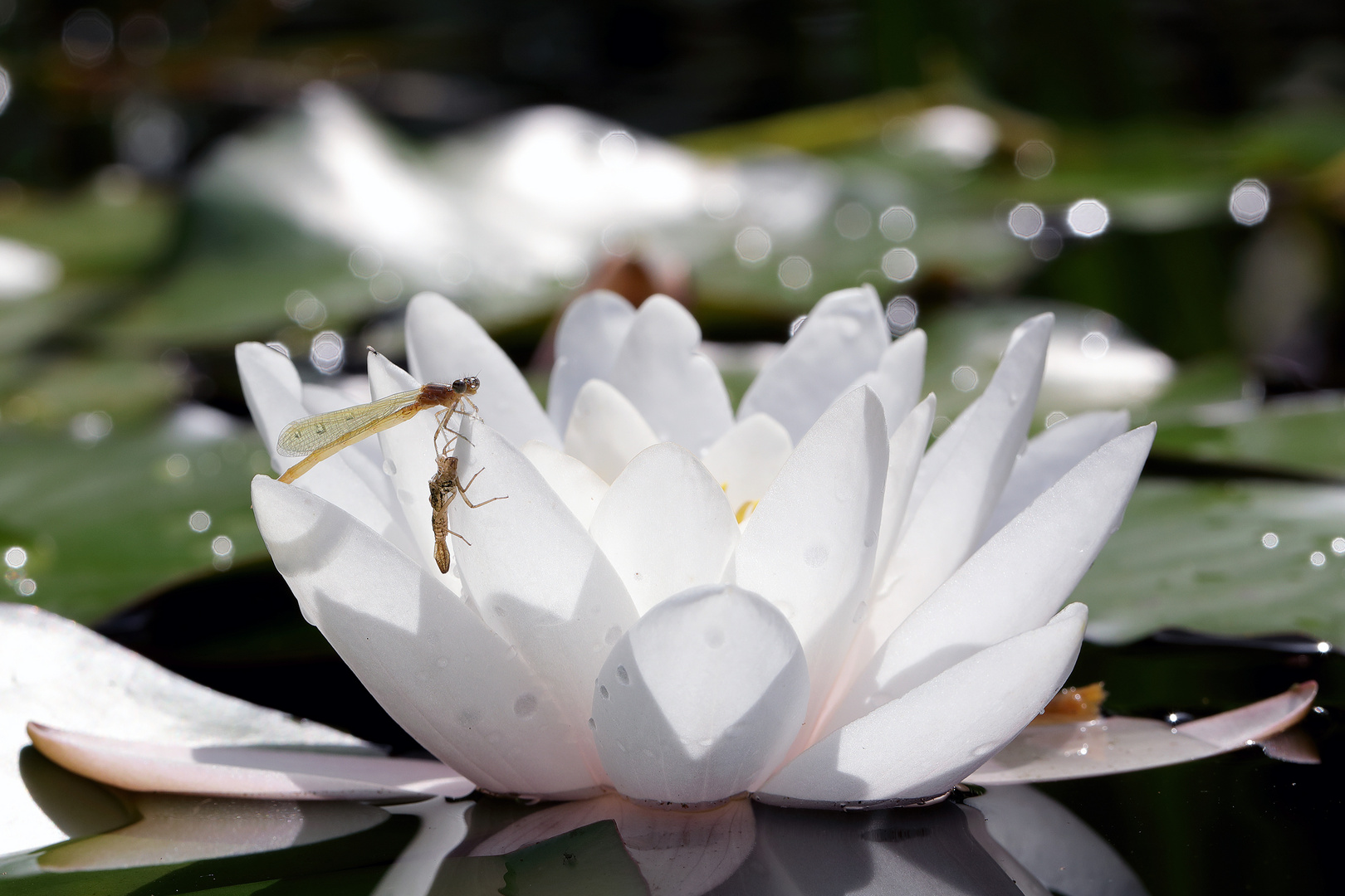 Libelle auf einer Seerose nach dem Schlüpfen