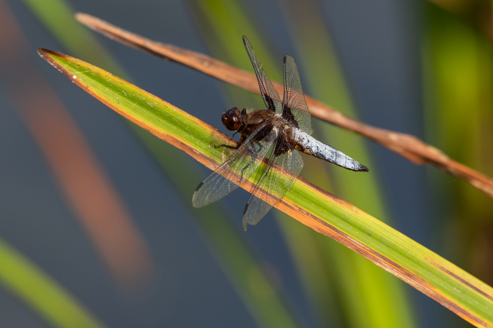 Libelle auf Entdeckungstour