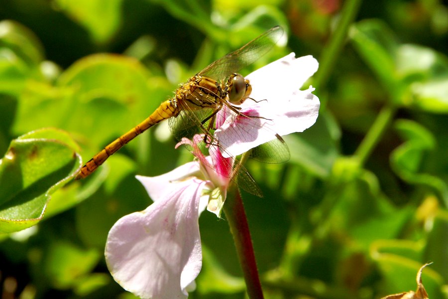 Libelle auf Fensterbank