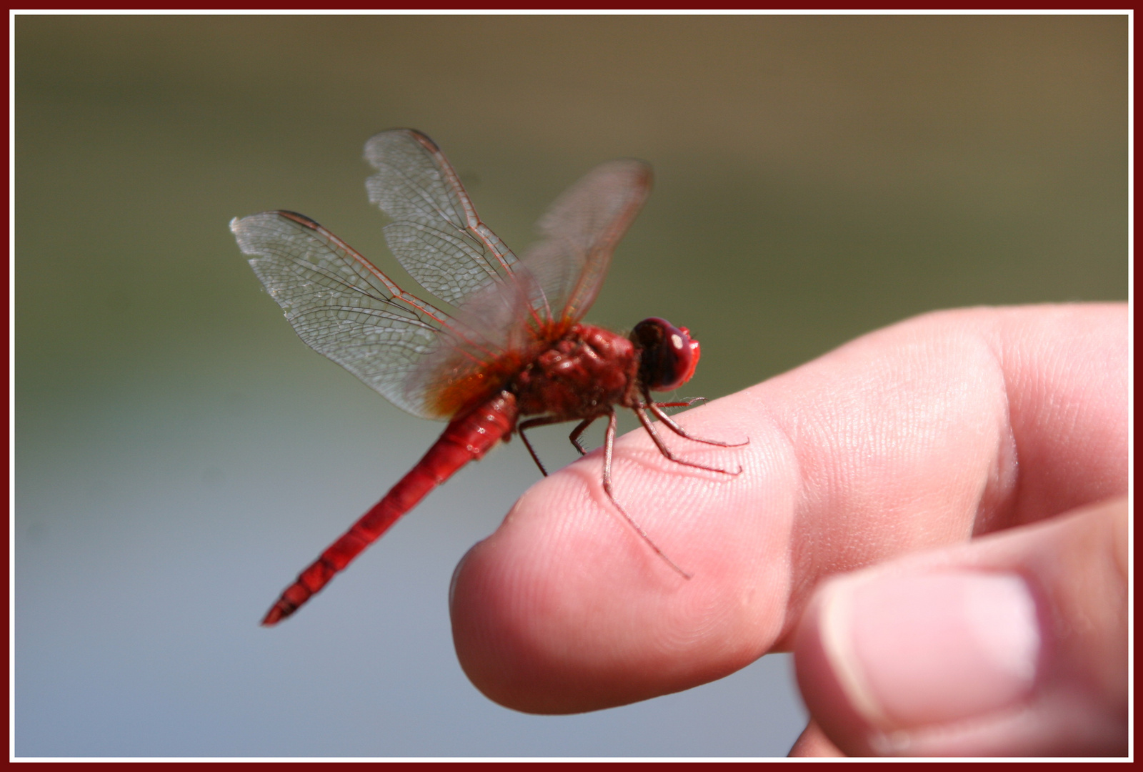 Libelle auf Finger