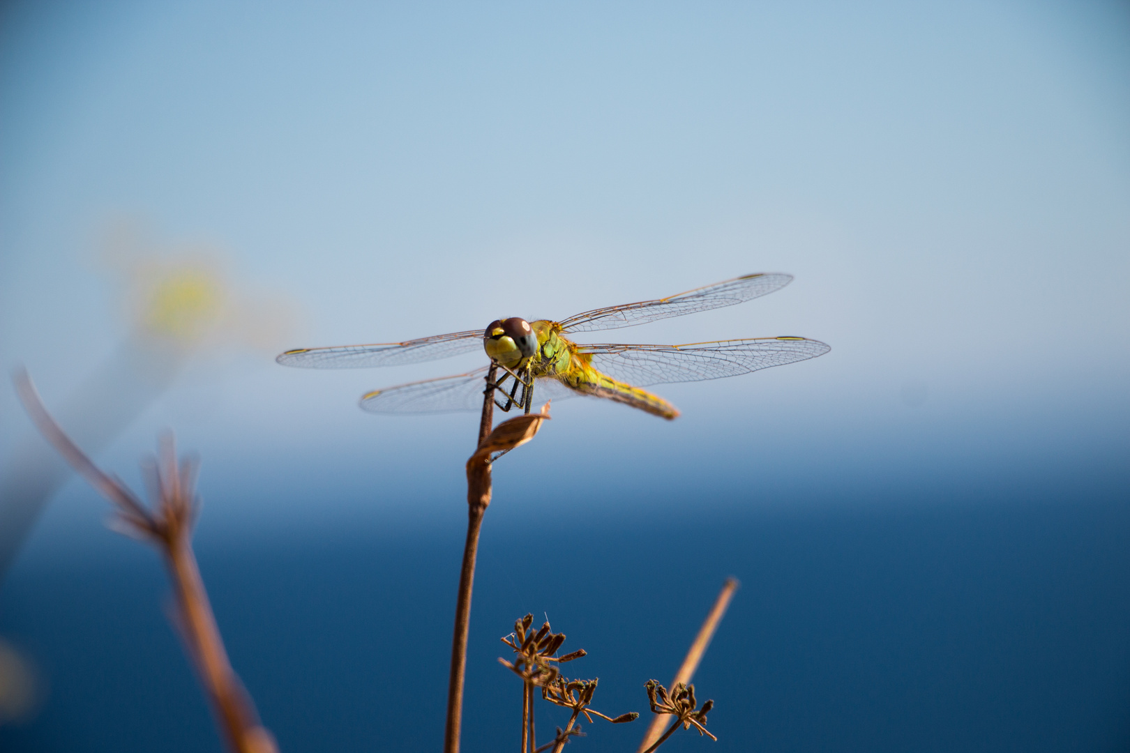 Libelle auf Formentera