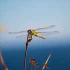 Libelle auf Formentera