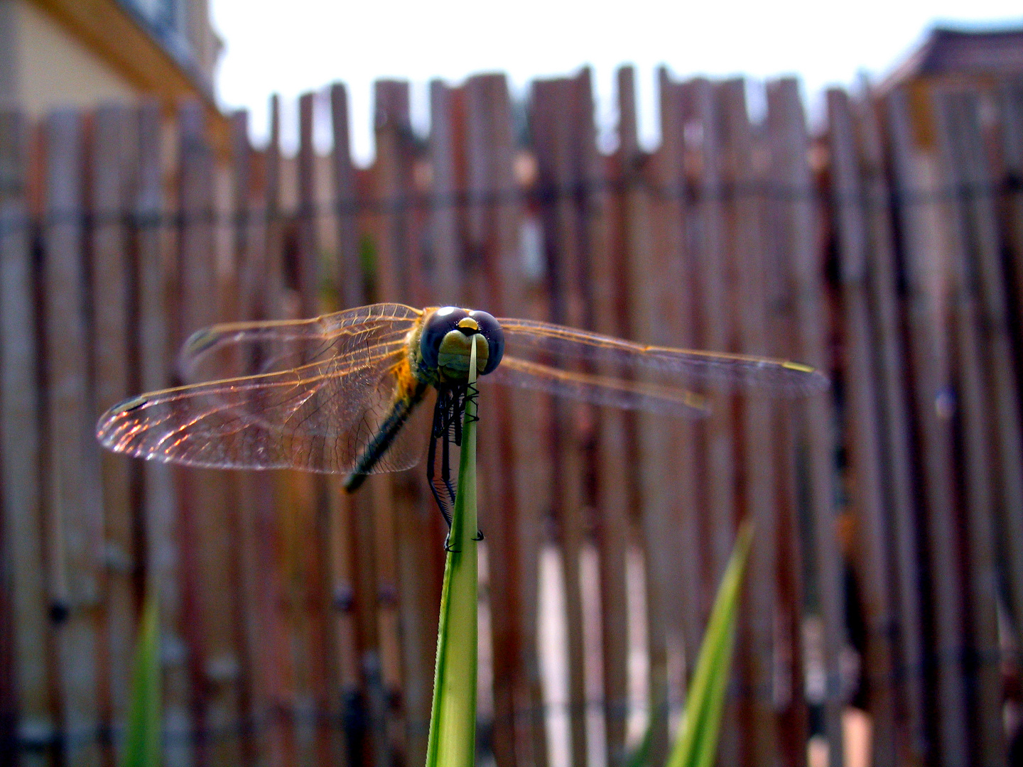 Libelle auf Fuerteventura