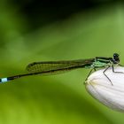 Libelle auf Funkienblüte